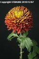 Chrysanthemum　Tom Pearse